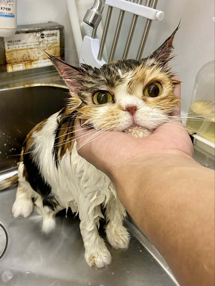 catcafenyankoto's tweet image. もんちゃん頑張りました🍑✨
褒めにきてね♪
#にゃんこと #猫カフェ #猫
