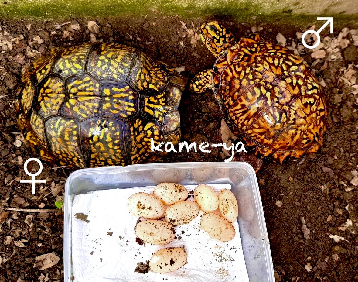 福男 真作 Amazon.co.jp: るかっぷ ブルーロック 潔 世一 約110mm PVC製 塗装済み