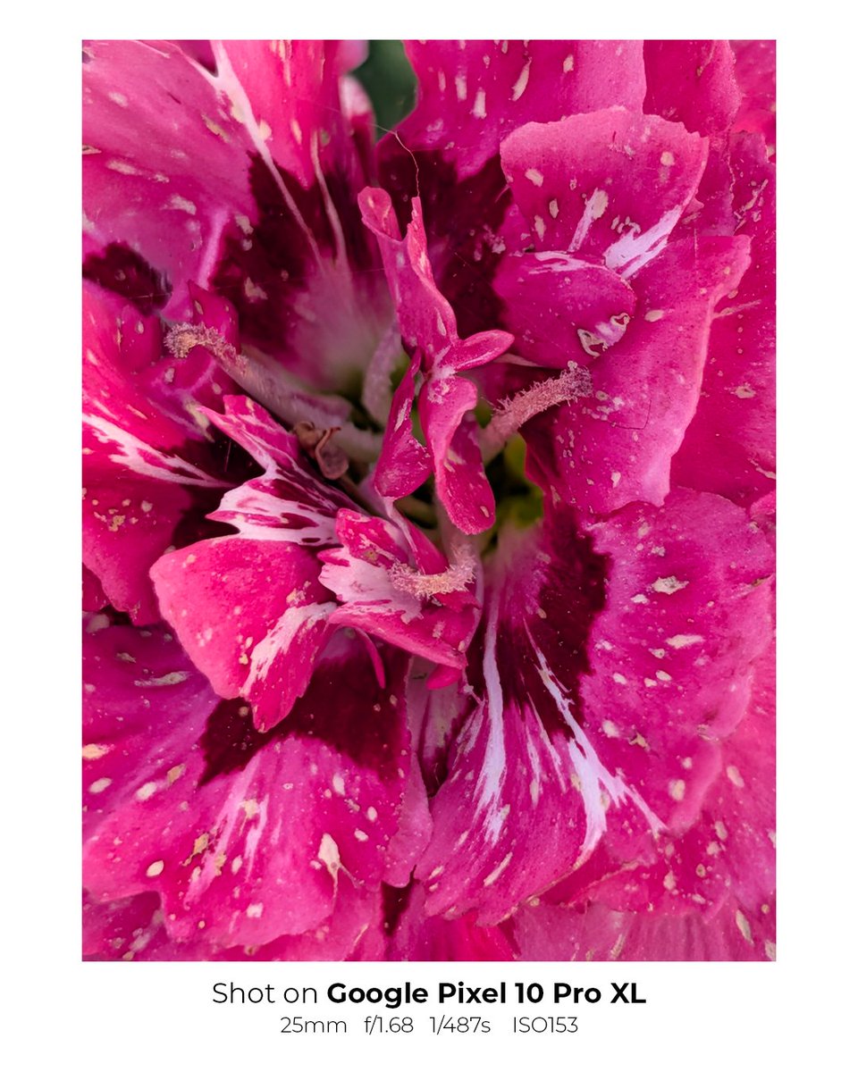 versus_com's tweet image. The Phone and the Shots: Google Pixel 10 Pro XL!🔥
From Wide to Macro - in which category does the Pixel shine the most?✨📸
Let us know in the comments!👇

#googlepixel #pixel10proxl @madebygoogle