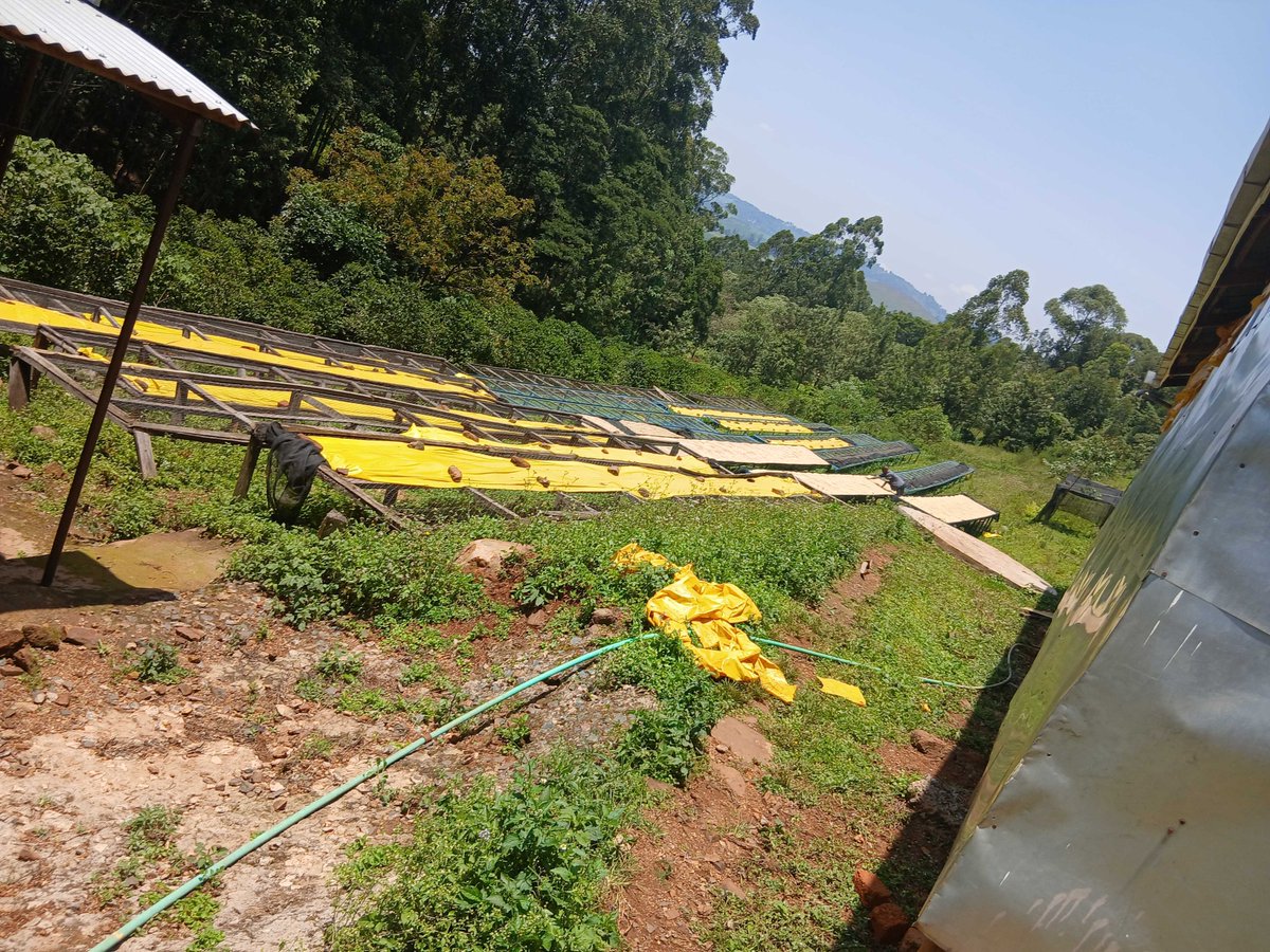 synnefa_KE's tweet image. We have been visiting farmer cooperatives and development partners at the county level to learn more about how we can solve post harvest losses together.

Meet Kelvin Mulei, one of our dedicated agricultural consultants, out in the field getting his hands dirty (literally!) to…