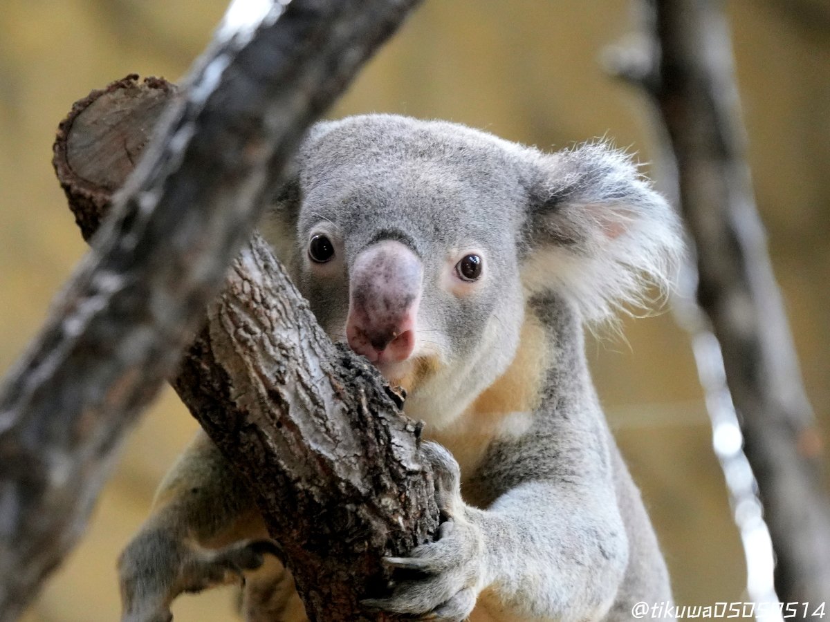 イシンくん🥰🐨✨
2025.09
#東山動植物園
#コアラ
#イシン