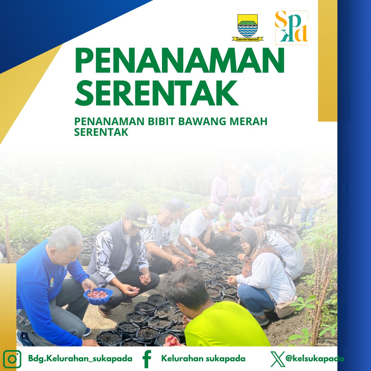 KelSukapada's tweet photo. Penanaman bibit bawang merah serentak https://t.co/lc2cnPWEzl
