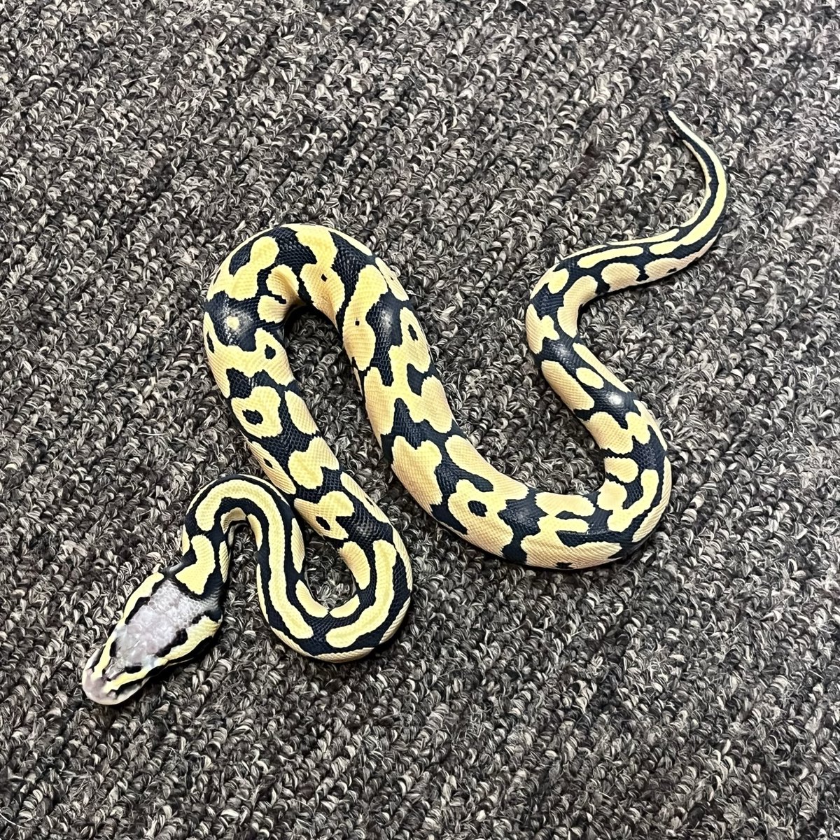 Ballpython_JP's tweet image. 販売個体  

パステル デザートゴースト♀ 

個体番号 D７２７　2025年CB 

♂親：タイガーデザゴ 

価格　49,500円 （税込）

#ボールパイソン