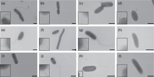 MicrobioSoc's tweet image. Diverse biofilm-forming Sphingomonadaceae represent twelve novel species isolated from glaciers on the Tibetan Plateau. Published Open Access and fee-free in IJSEM using a Publish and Read agreement:  doi.org/10.1099/ijsem.… #IJSEM #PublishAndRead