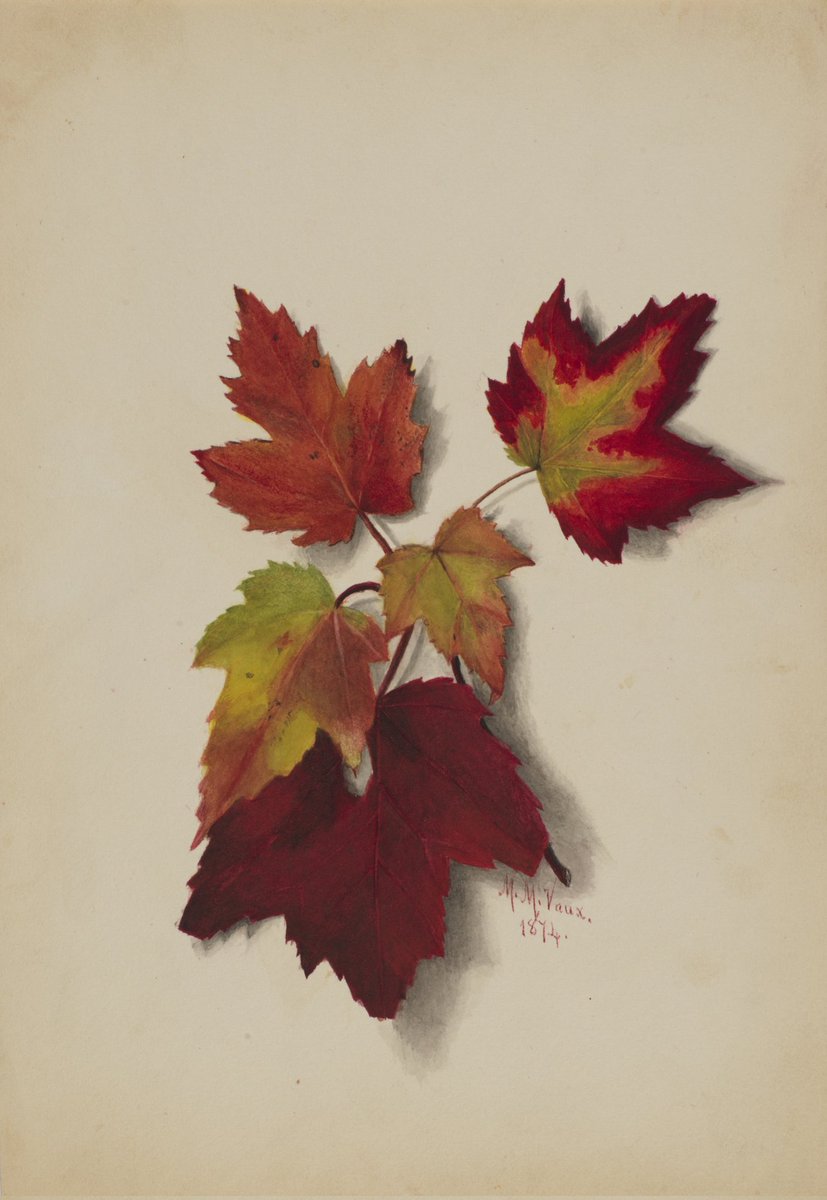 "HOJAS DE OTOÑO" 
Autora: Mary Vaux Walcott
Acuarela sobre papel
(1874)