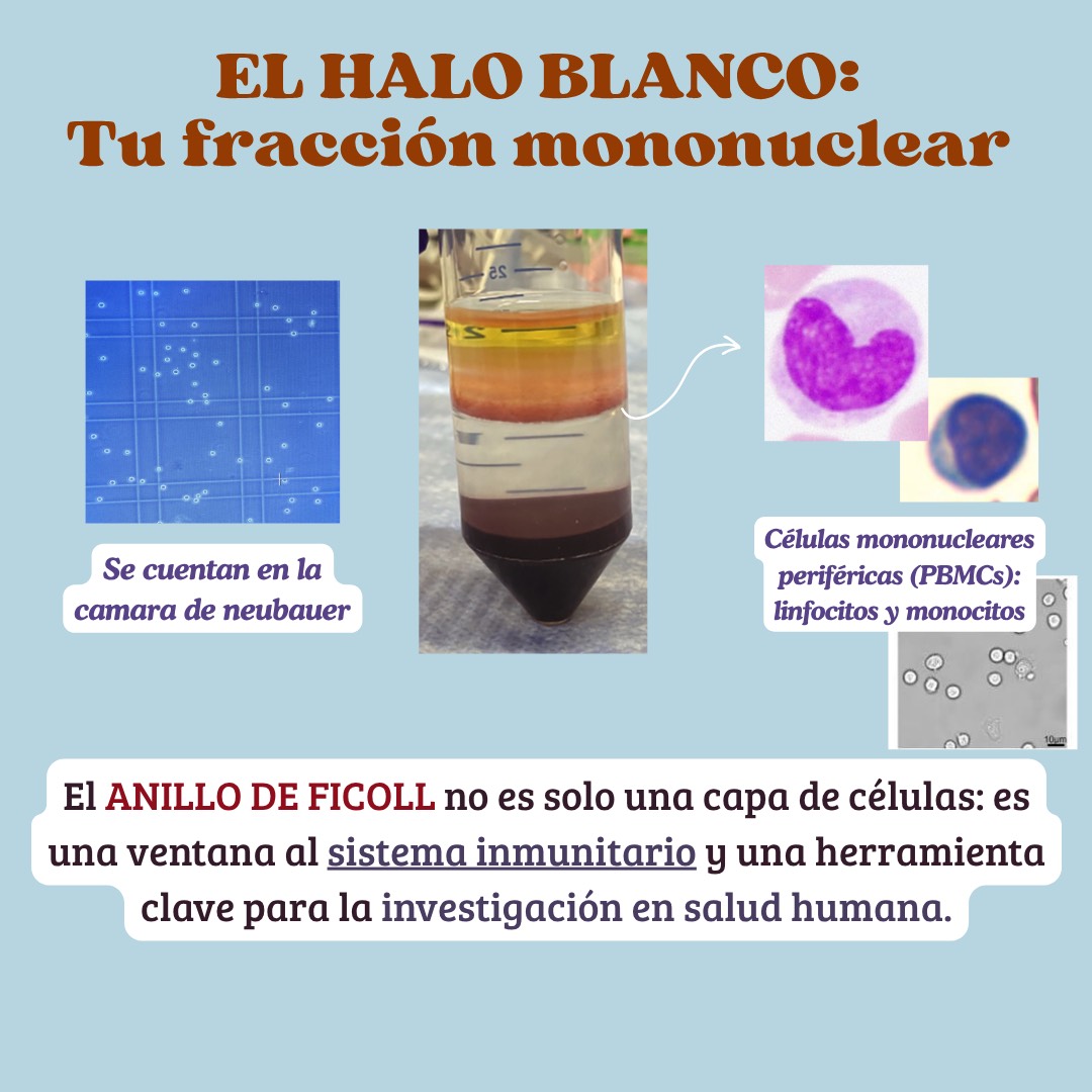 ¿GRADIENTE DE FICOLL? ✨
Descubre esta técnica que nos muestra las células ocultas de nuestra sangre! Fundamentales para nuestro sistema inmunológico 🩸🧫🧬🔬

#ficoll #gradientedeficoll #cienciadivertida #enfermeria #medicina #laboratorio #celulas #sistemainmune