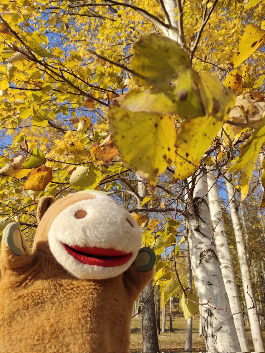 シラカバの木も〜
なんだか金色な葉っぱで〜
ステキな感じだば〜ん

#置戸町
#ゆるキャラ
#おけばんばくん
#オホーツクTwitter会