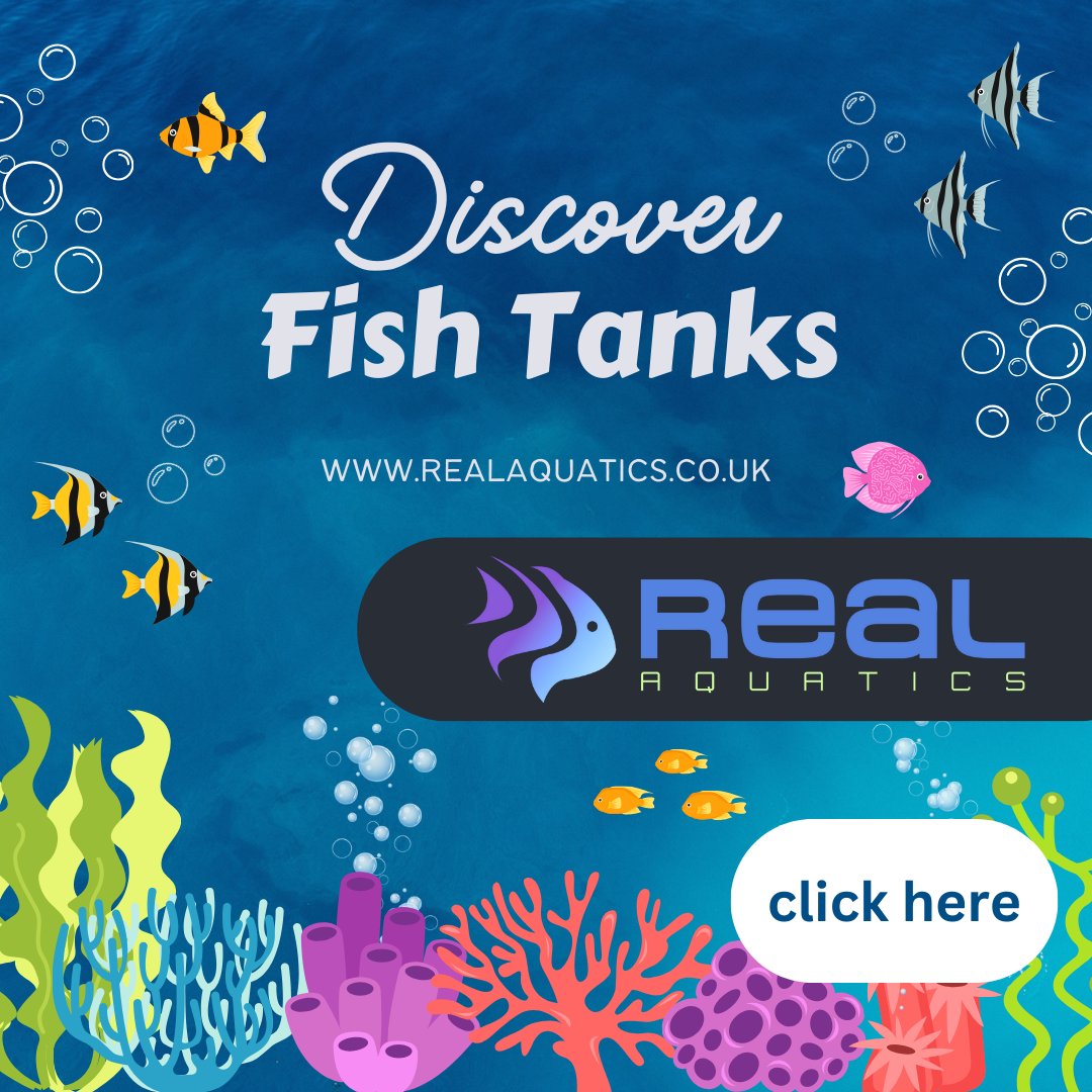 RealAquaticsLtd's tweet image. Did you know we sell aquariums? Browse our vast range - each fish tank is available with FREE HOME DELIVERY to UK Mainland!

#realaquatics #aquarium #fishtanks  #AquariumsUK #AquaticLife #HomeAquarium #AquariumLovers #FishTankSetup #AquariumDecor #AquascapingUK #AquariumShop