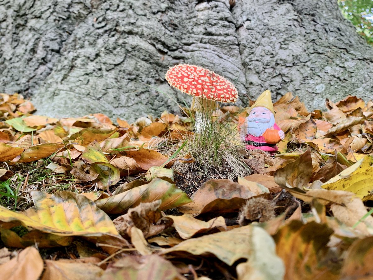 eventjes's tweet photo. Ga je met jonge kinderen dan is er bovendien een speeltuin. 

En je kunt er nog kabouters tegenkomen ook. #herfst #vliegenzwam #kabouter #landgoedclingendael https://t.co/5HGFLy7BZm