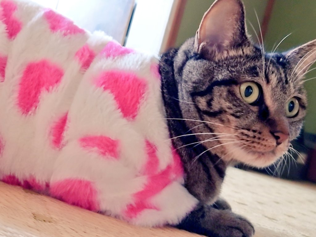Cat_symfony's tweet image. Instaの猫ちゃんみて
ぬくぬくで良さげだったから
真似したらヤダだった…

#猫のいる暮らし #猫 #Cat