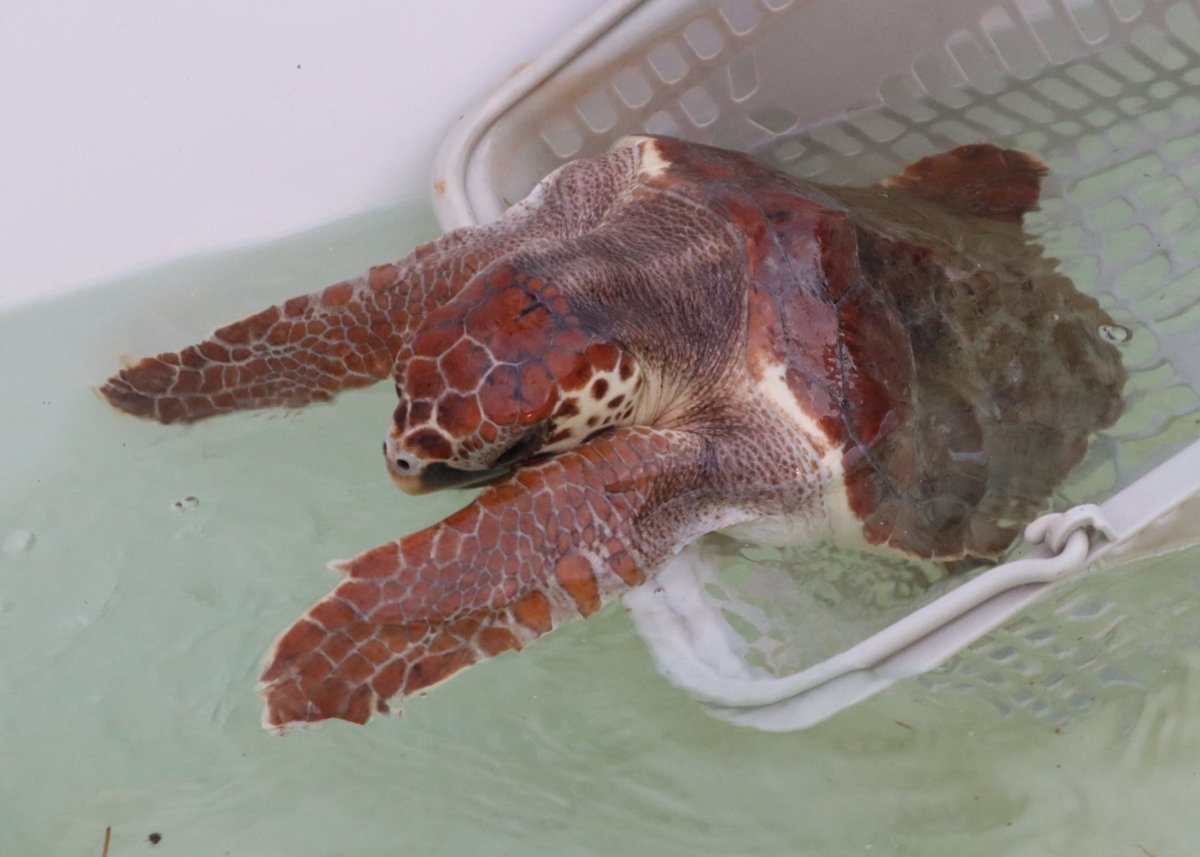 室内に戻りたくないアカウミガメ