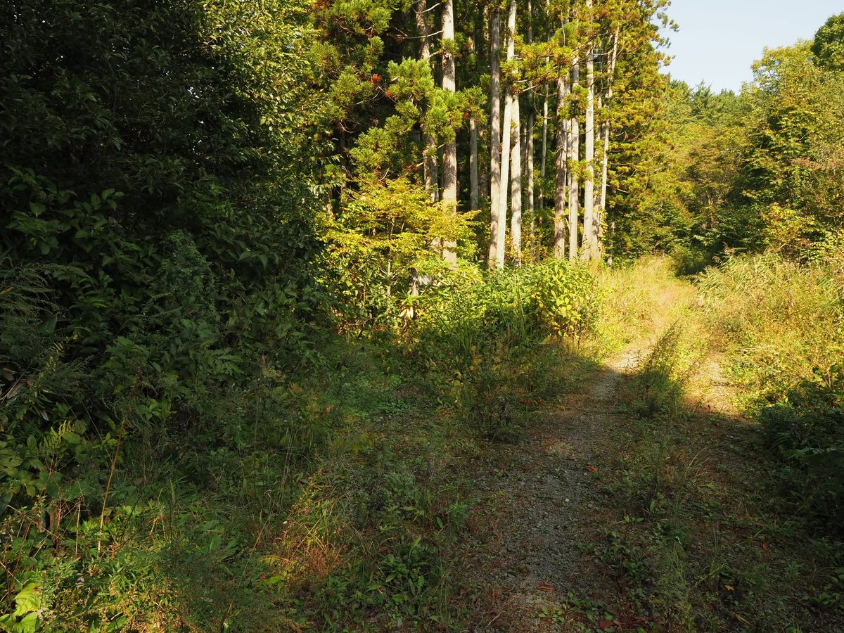 _Gungineer_'s tweet photo. 大分秋になっちゃいましたが、調整した夏ギリーのテスト🌿

MacroNetはHaloScreenに比べて透けにくい分、立体感が強く少ない量で質感を出せます。 https://t.co/UC2Hy3ReLu