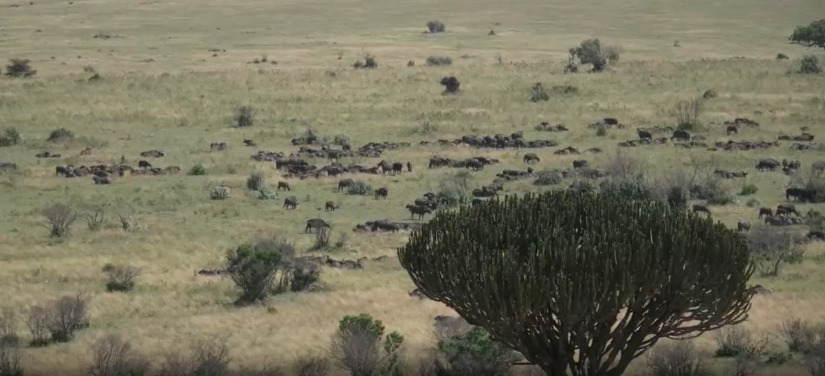 loveellisSwiss's tweet photo. A morning in Africa :) 

#redlineWednesday   #wildearth https://t.co/YOXKYcdk7h