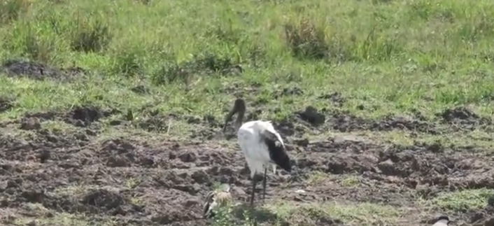 loveellisSwiss's tweet photo. A morning in Africa :) 

#redlineWednesday   #wildearth https://t.co/YOXKYcdk7h