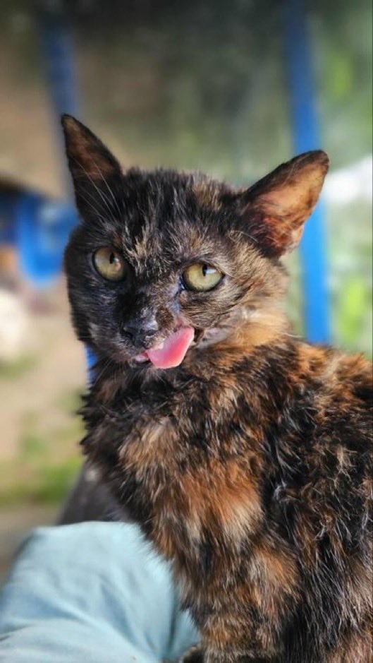 SUKİ
BURSA 0533 4767652 

Ağzının yan tarafında enfeksiyon nedeniyle doku kaybı olmuş bu minik kuş, bir güzellik abidesi değil, tablo gibi bir kedi de değil ama sevecen, neşeli ve uyumlu bir prenses. Zamanı geldiğinde kısırlaştırması tarafımızdan yapılacaktır.
4 aylık
<a href="/hepadyuva/">Hepad.hereve1pati 🐾🏡</a>