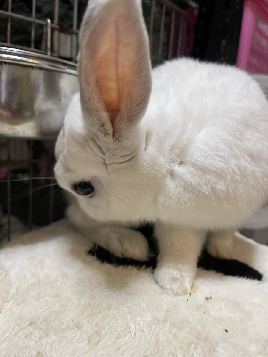 Oxql5c0's tweet image. しろんぽ🐇💨💨💨