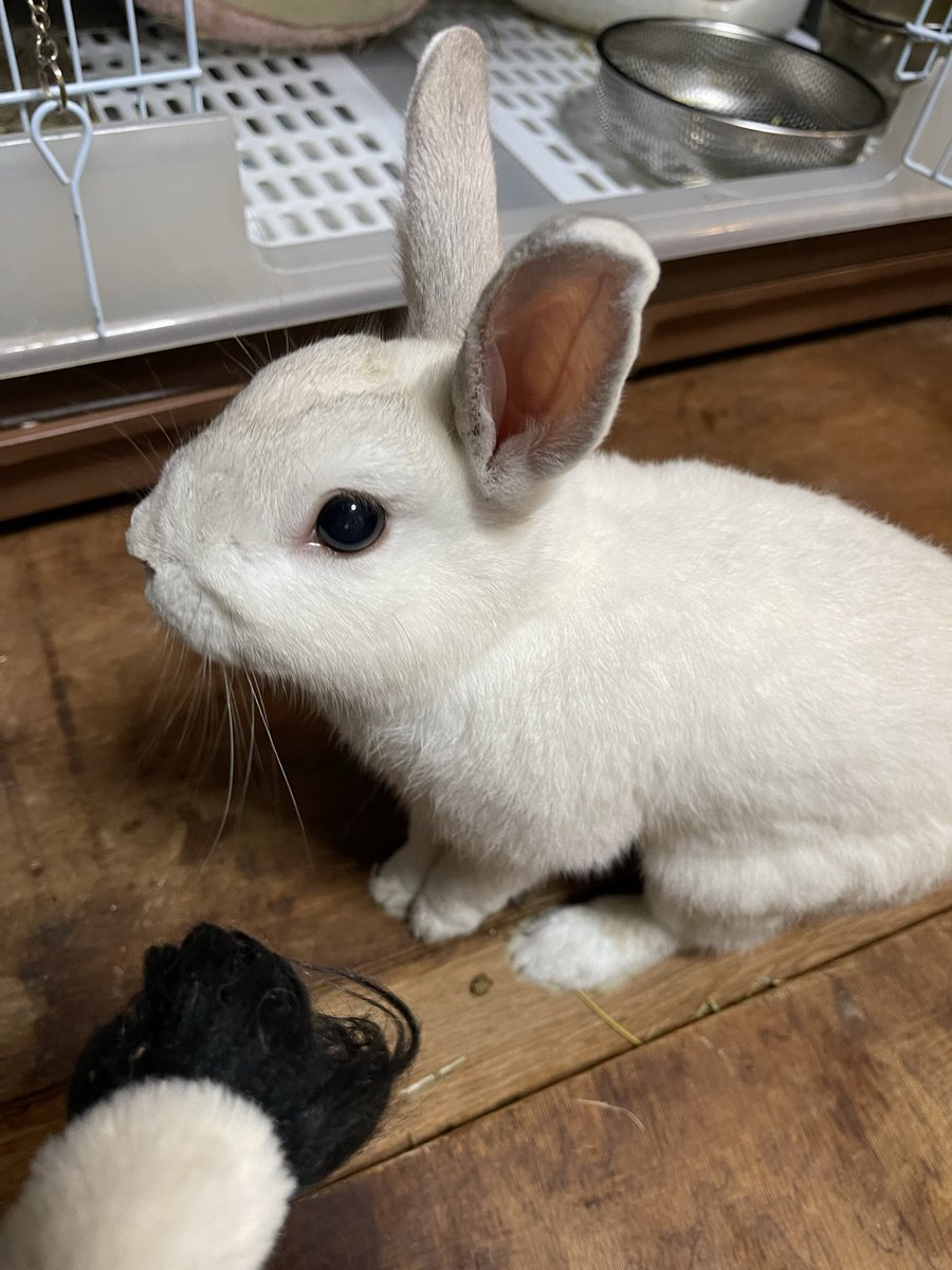 Oxql5c0's tweet image. しろんぽ🐇💨💨💨