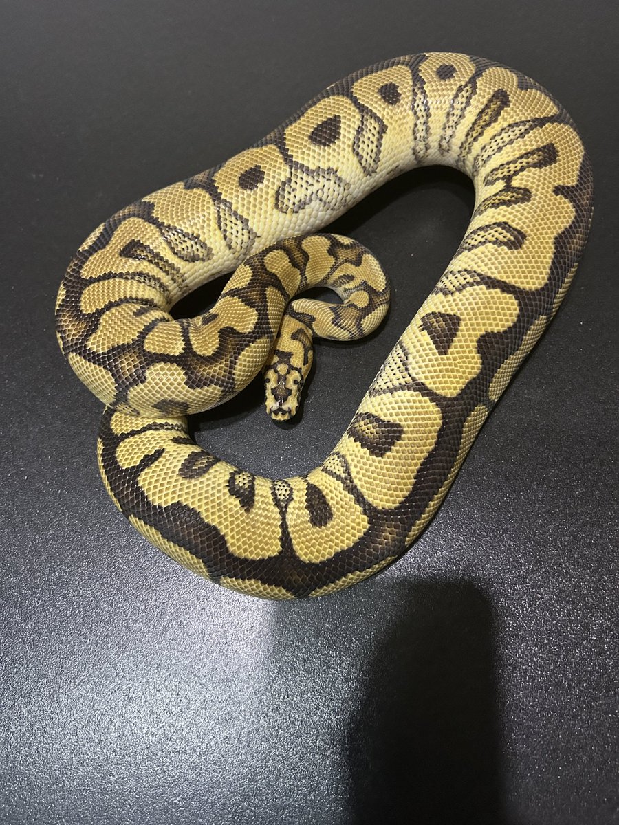 dynamite_johnny's tweet image. Freeway 1,508g
SN CLOWN het VPIAx 1,025g
GHI VPIAx 1,061g
Asphalt het Batman 1,294g
彼女たちがどこまで行けるか楽しみ
#ballpython