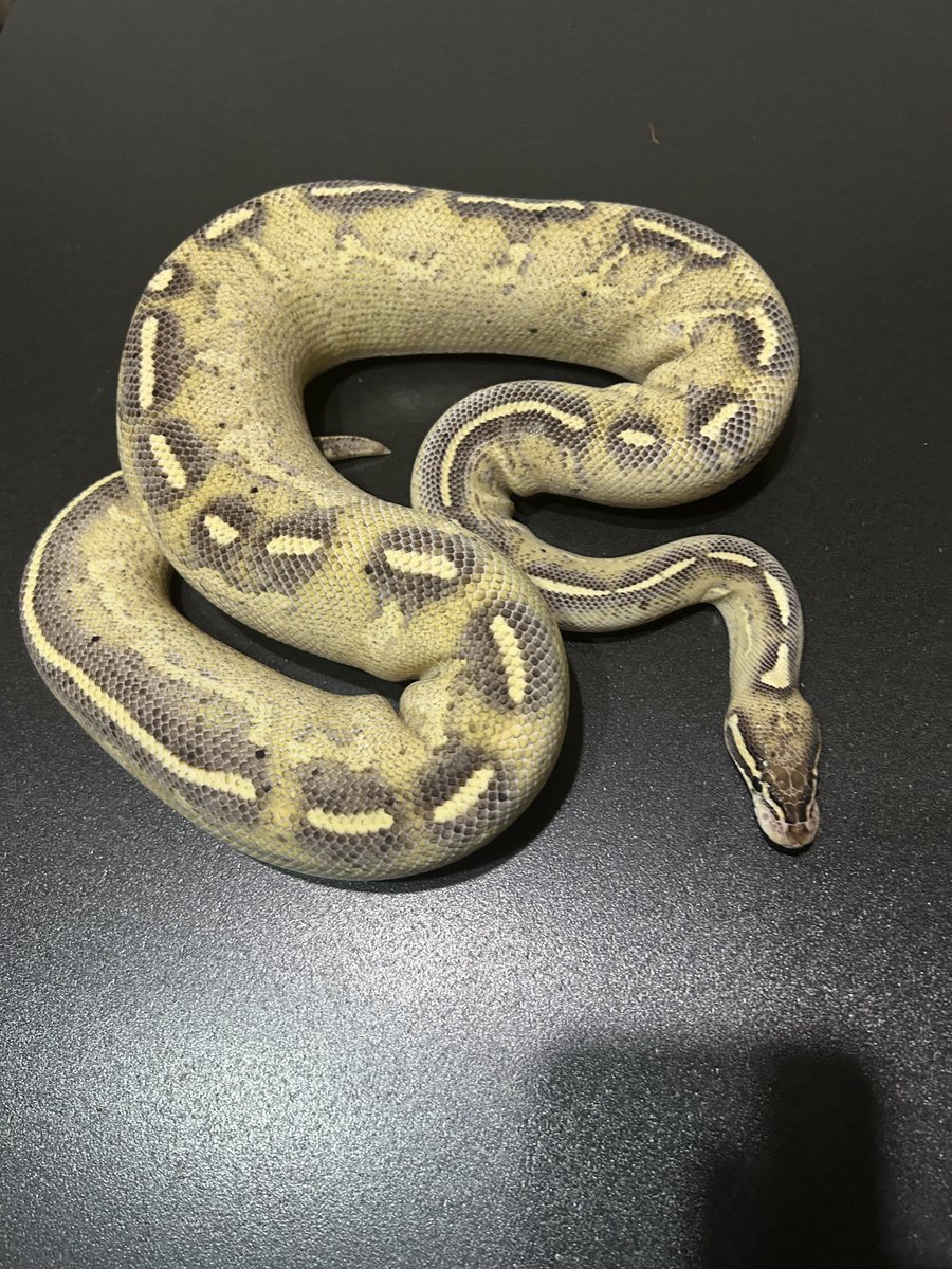 dynamite_johnny's tweet image. Freeway 1,508g
SN CLOWN het VPIAx 1,025g
GHI VPIAx 1,061g
Asphalt het Batman 1,294g
彼女たちがどこまで行けるか楽しみ
#ballpython