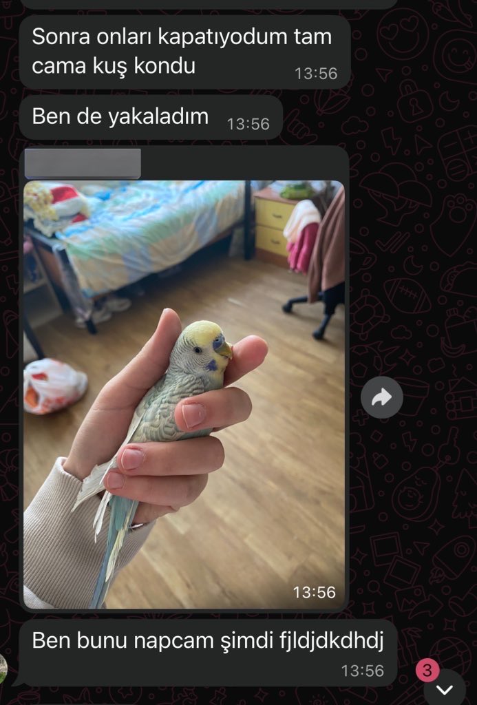 biri bizim odaya kuşunu düşürmüş anası kimse gelsin bağırıp duruyor başımız şişti