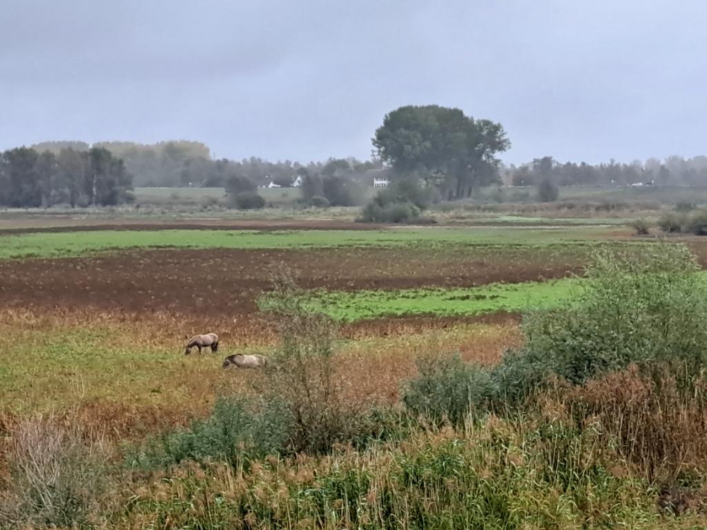 Soms wil je gewoon zo'n paard zijn...toch?

#Konikpaarden 
#Ooijpolder 
#Uiterwaarden
#Nijmegen