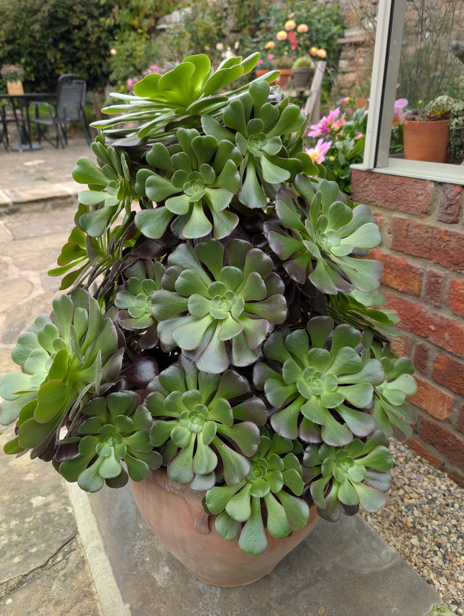 Aeonium heading in for Winter