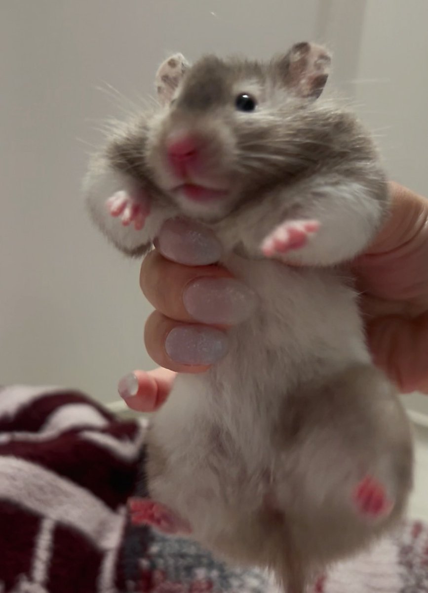 イタズラしてこの顔である