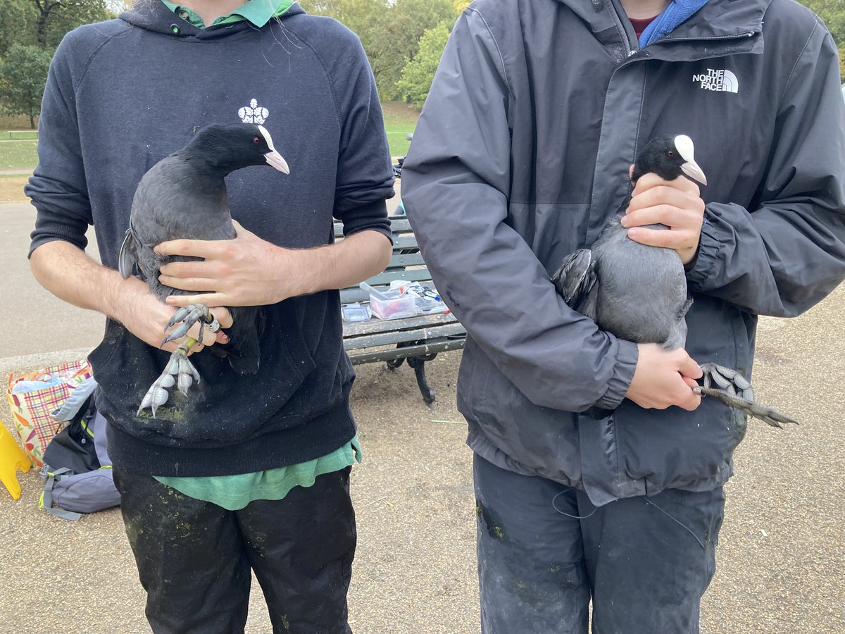Bill Haines (West London Birding) tweet media