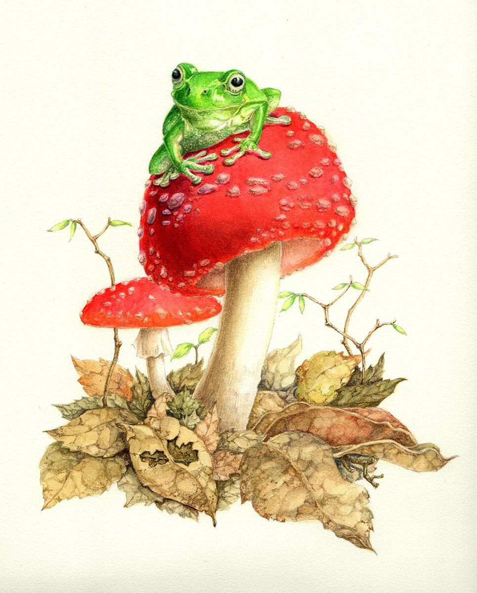 今日はきのこの日です
透明水彩で描いたベニテングダケとシュレーゲルアオガエルの絵となります🍄🐸
#きのこの日 　#カエル 　#キノコ