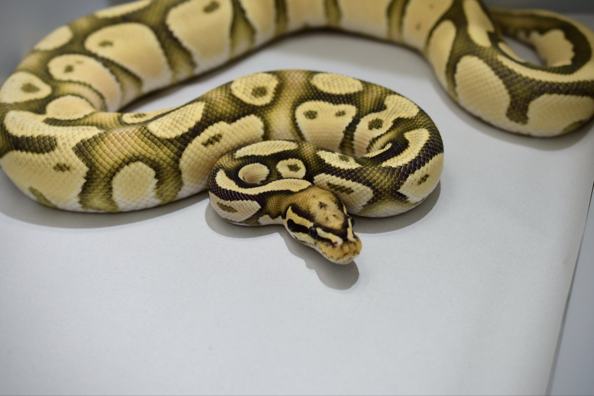na___Python's tweet image. 脱皮完Hypo