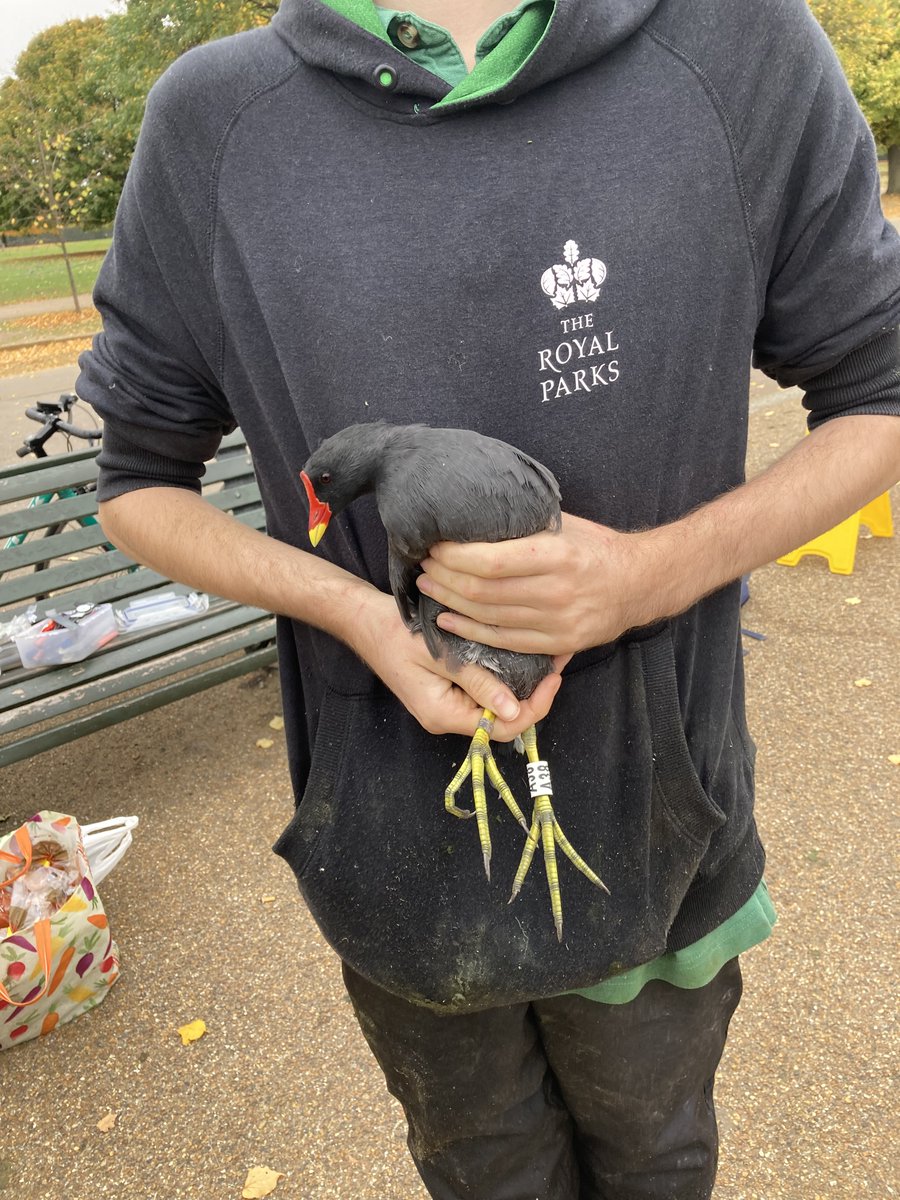 Bill Haines (West London Birding) tweet media