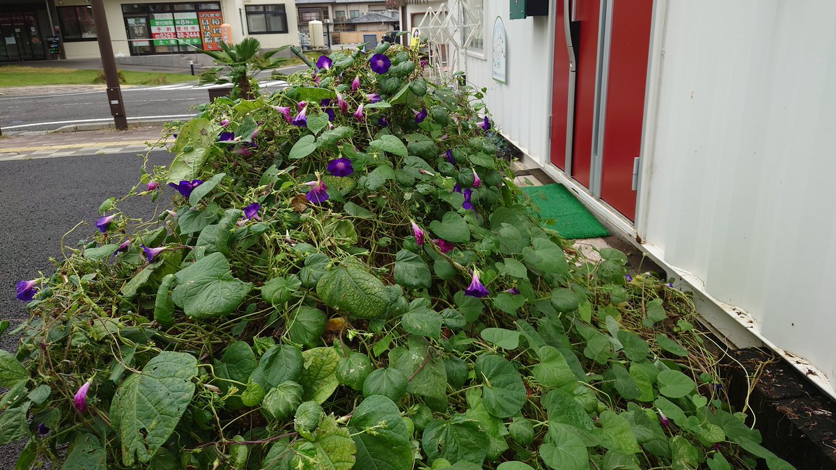 イブニング高ボッチ！
八木雅子(<a href="/MaaYAGI3/">やぎまさこ@高ボッチ高原FM</a>)がお送りしています。
アサガオ日記！昨晩の雨の影響か、アサガオがバランスを崩してしまっています…今後どのようになっていくのでしょうか…？
Xでの投稿は<a href="/TFM894/">高ボッチ高原FM 89.4MHz</a>をつけてください！
 #高ボッチ高原FM