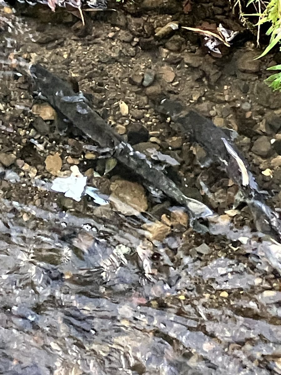rebun_kato's tweet photo. うすゆきの湯♨️の脇の水路に鮭が遡上してきてます！

何組かの産卵間近のペアもいました
一生懸命に産卵床を作っていました
そしてオスがメスを促しています

無事産卵できたのかはわからないけれど
力尽きたのもあちこちに

少し観察してみましたが寒くて産卵確認ならずです💦

#礼文島
#加藤商店 https://t.co/fVHRw1lxwE