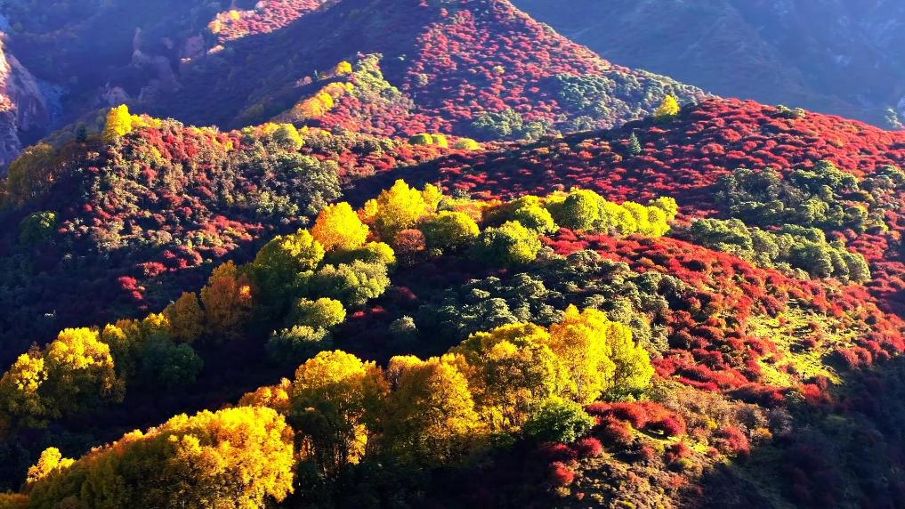 ZHULIN968's tweet photo. 色彩斑斓的秋日画卷
In the golden autumn season, the Qunjia National Forest Park in Xining, Qinghai Province, China, is ablaze with vibrant colors, resembling an intoxicating autumn scroll. https://t.co/BbCNydeWoJ