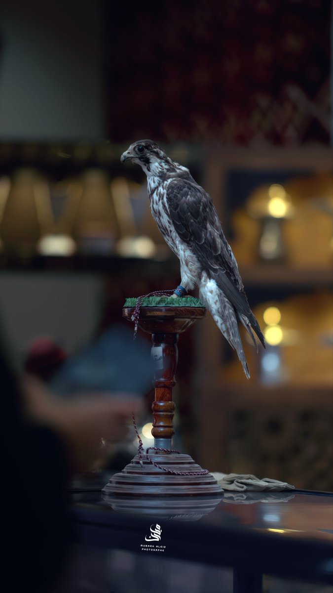 Inch_Coding's tweet image. بمناسبة #التأهل_المستحق لمنتخبنا 
#خصم 20% على سعر #مشاريع_تخرج اختصاص #علوم_الحاسب 
وخصم 40% لكل #طالب او #طالبة يجيب سكرين انه كان ضامن تأهل المنتخب مع حد من عيلته او صحابه🇸🇦💪🏻⚽
#كأس_العالم
#SaudiArabia
#الأخضر_إلى_كأس_العالم_2026
#WorldCupQualifiers
Wa.me/971565991072
