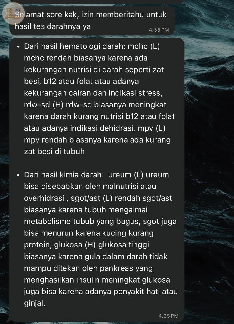 KochengFess v2 tweet media