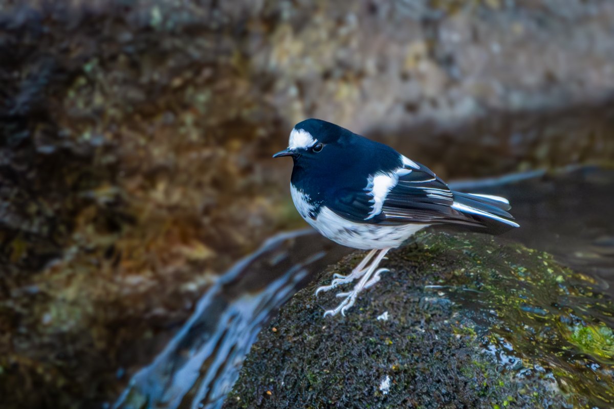 rahul_rajguru's tweet image. Little Forktail
