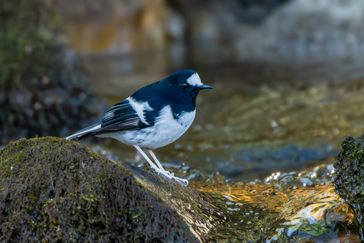 rahul_rajguru's tweet image. Little Forktail