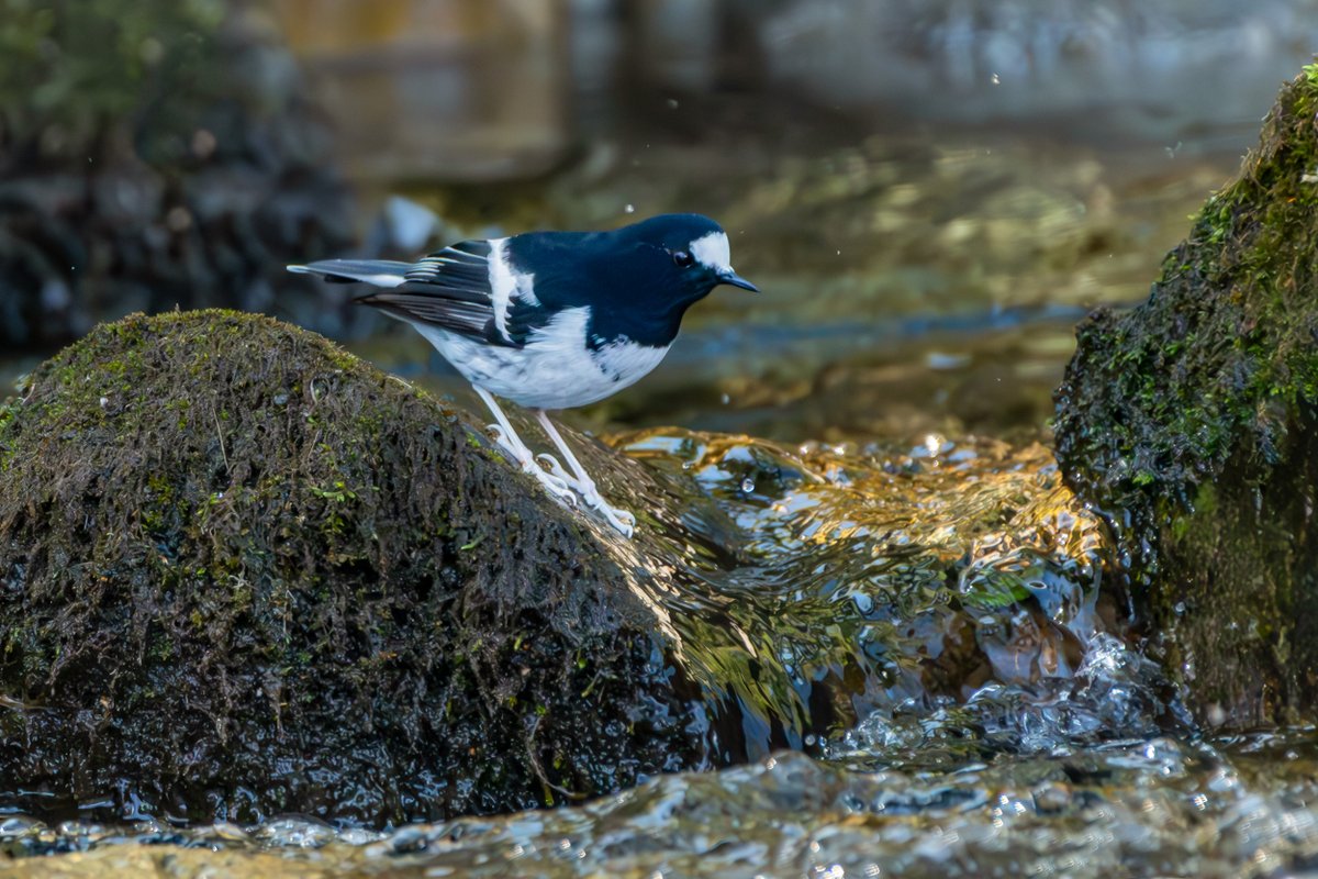 rahul_rajguru's tweet image. Little Forktail