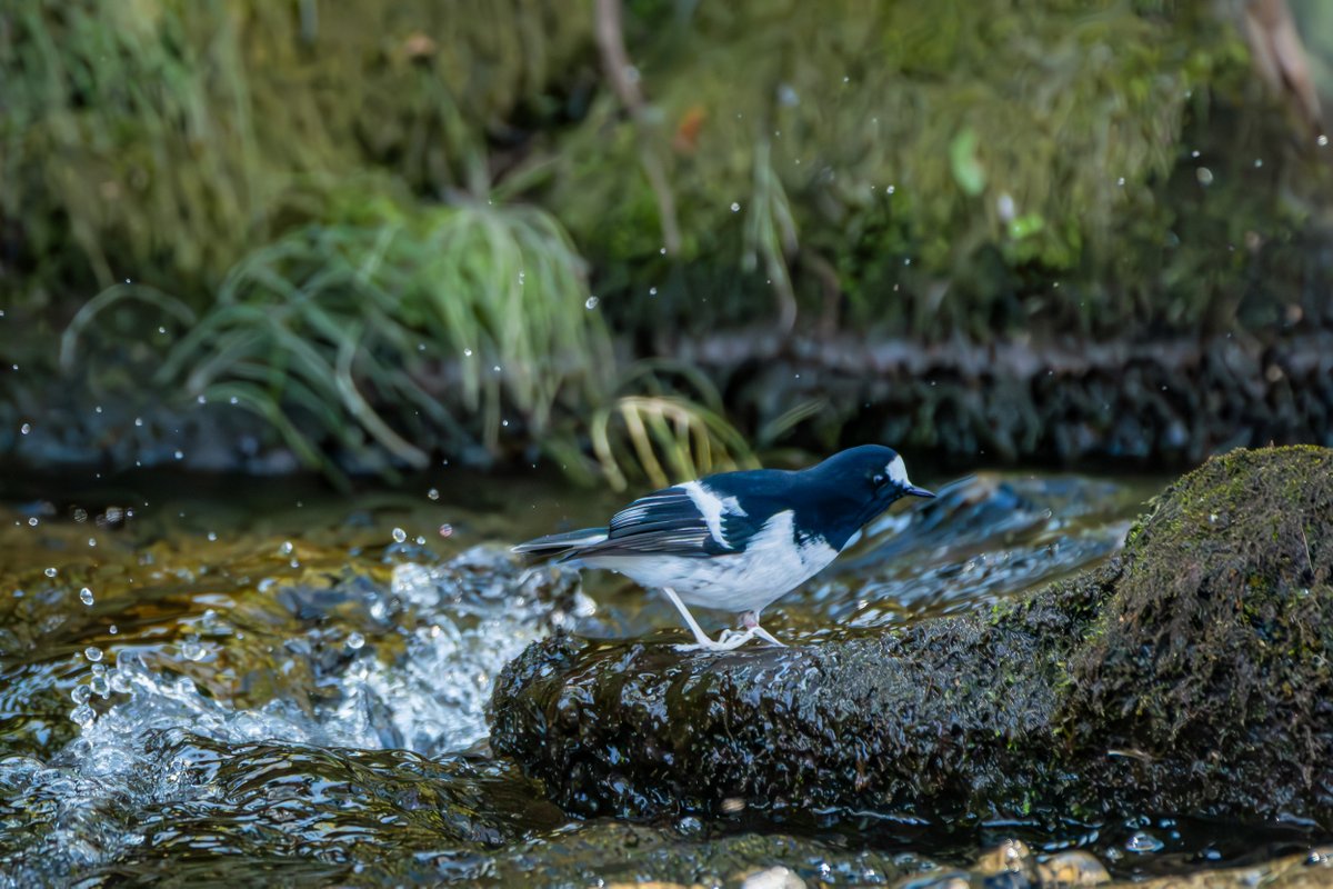 rahul_rajguru's tweet image. Little Forktail