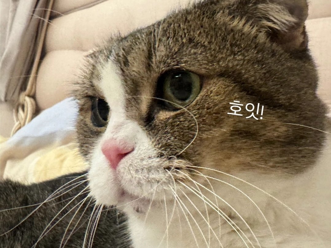 아젓시가 귀엽고 탐탐시가 늠름해요
