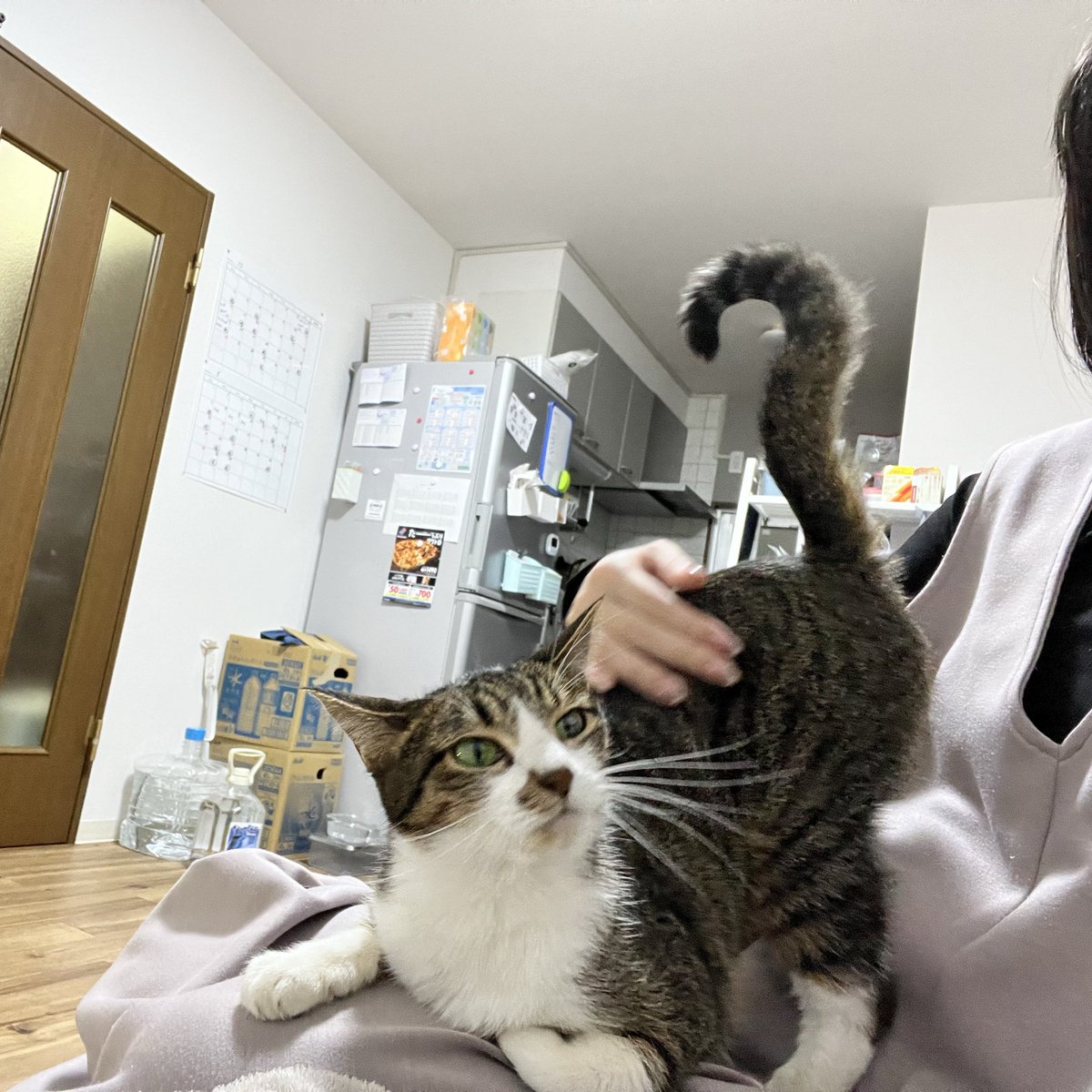 じゃあ膝の上に乗ってお尻上げて撫でさせてくるつるちはエッチな猫ってことですか