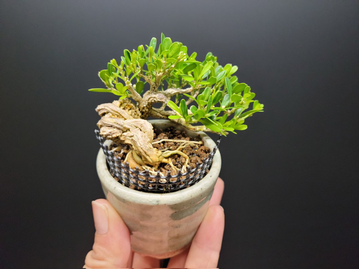 た*ー様 [大❗️サービスオークション❗️盆栽]伸びしろ有る品 た*ー様 [大❗️サービスオークション❗️盆栽]伸びしろ有る品