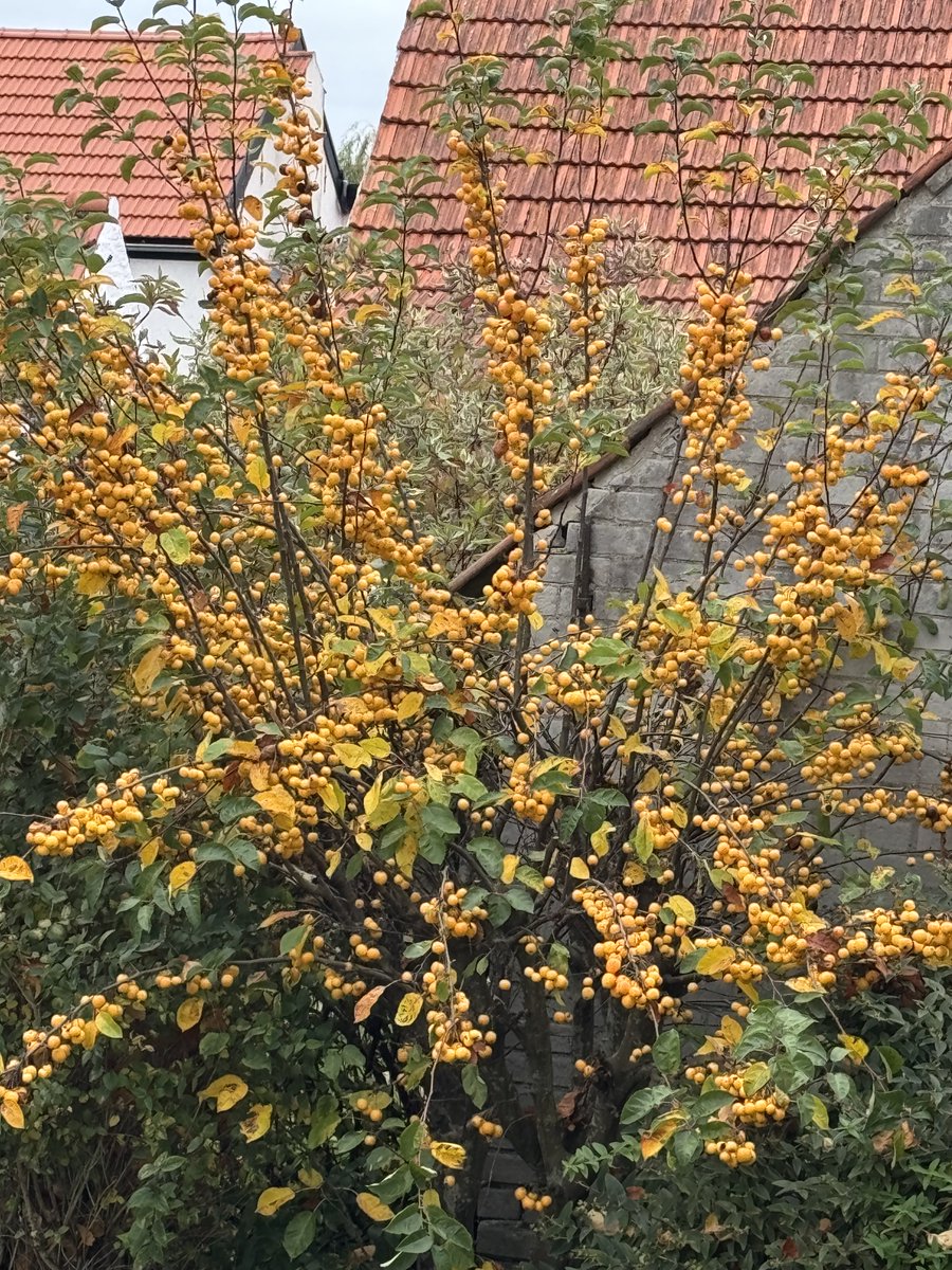 Herfst 🍂 
Goedemorgen wens jullie een fijne dag vandaag!😘☕️🙋🏻‍♀️