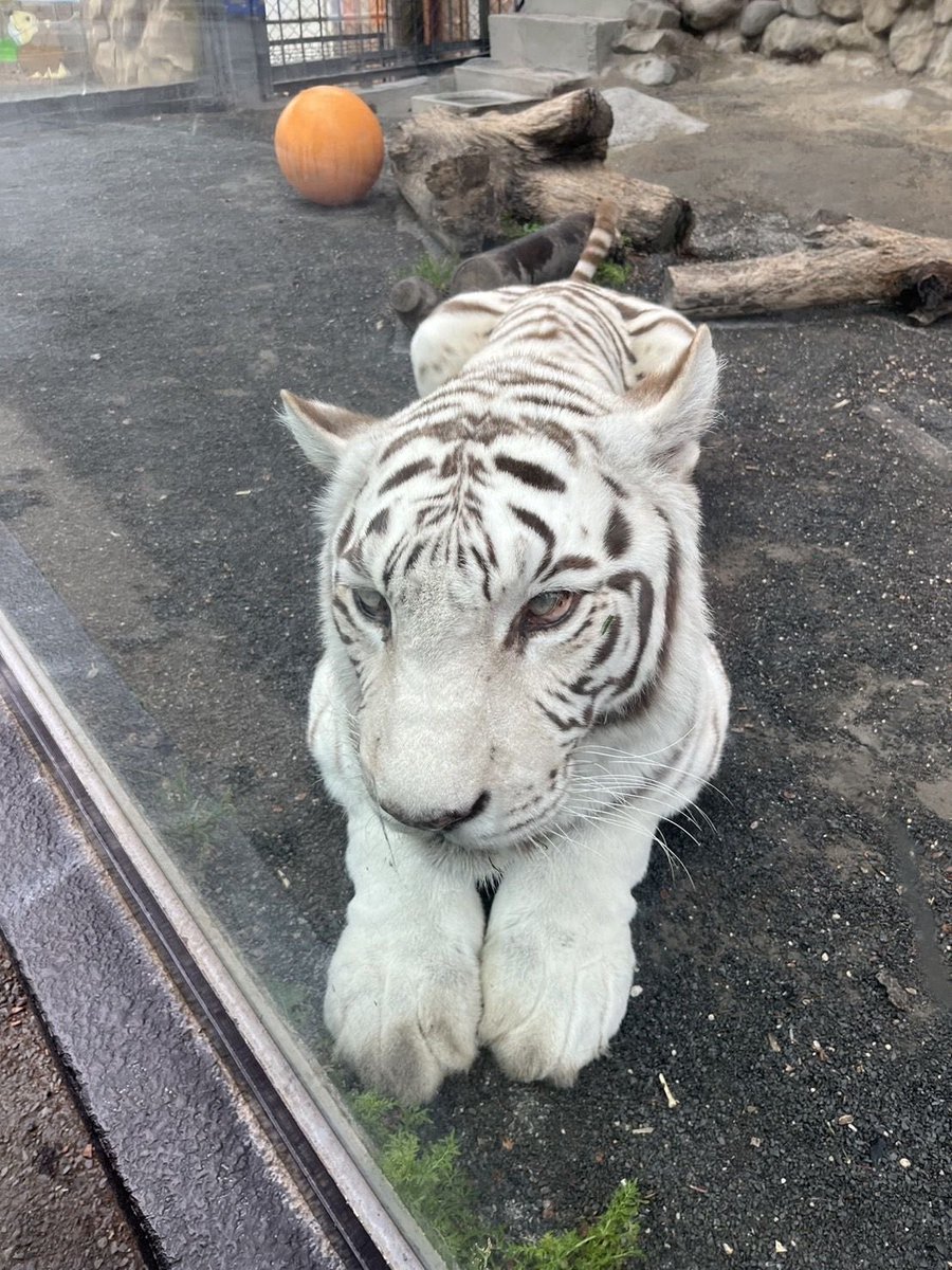 bigcatburger's tweet image. The humble loaf