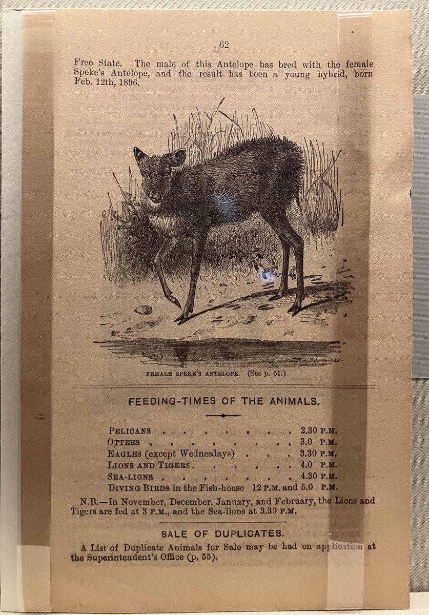 CCavafy's tweet image. A guide to the London Zoo (1898) in English with detailed information about the gardens and facilities of the Zoo. From Cavafy’s library. Cavafy Archive.
