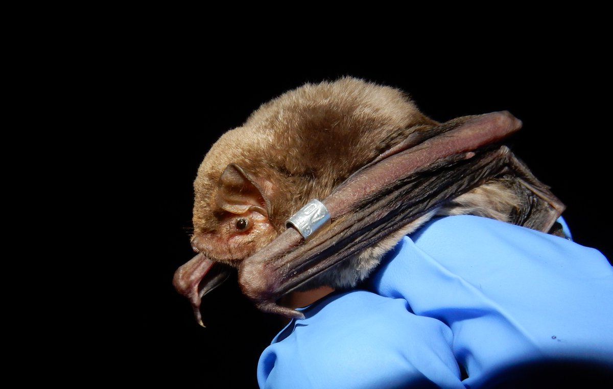 🦇 The Gibraltar National Museum has signed a new collaboration with Cadi Ayyad University (<a href="/U_Cadi_Ayyad/">Université Cadi Ayyad</a>), #Marrakech 🇲🇦, to study #bat movements between #Gibraltar and #Morocco.

🔗 Read more: gibmuseum.gi/news/cadi-ayya…

📸 Photo: A ringed Schreiber’s bat in Gibraltar