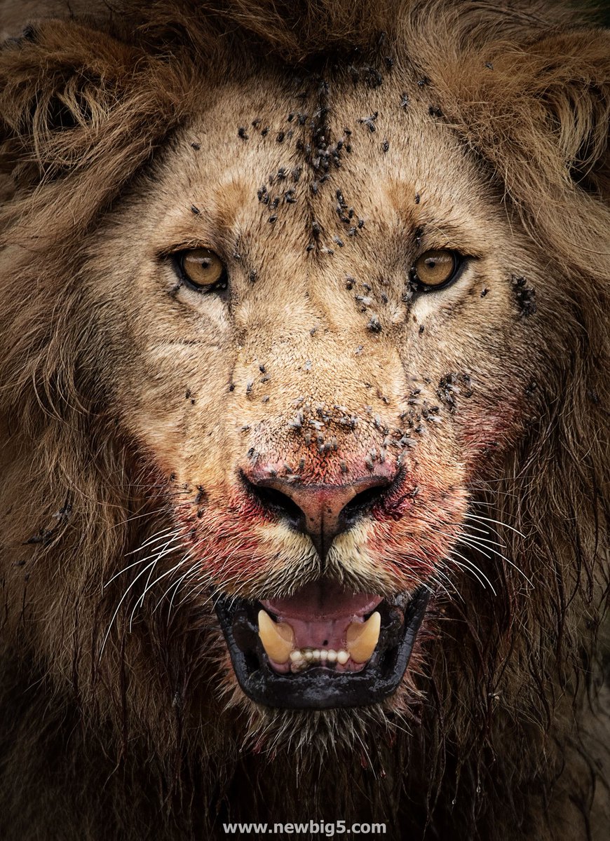 Brilliant capture of a King (ID not provided). Those pesky flies would drive me nuts. Credit to Anja Denker Wildlife Photography and Visual Art