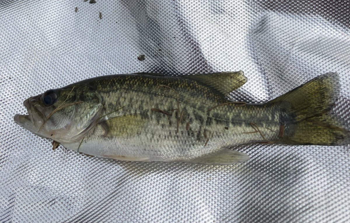 これくらいのバスを食用に捌くと腹の中から小魚よりエビとかヤゴが出てくることが多いんでそっちへの影響も大きそうです。
#外来魚