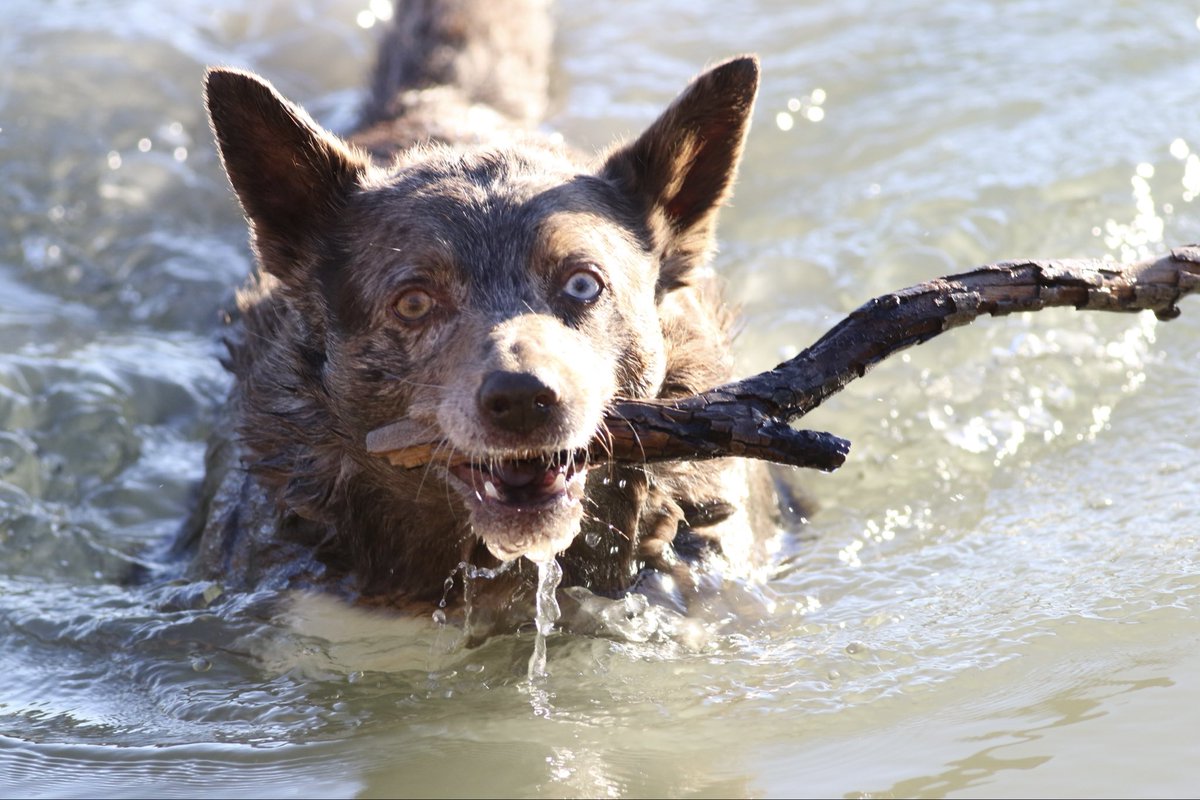Our Ruby loves the warmer weather. Time to jump in the dam. #brucelife #brucedoglife